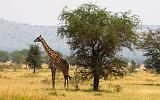 TANZANIA - Serengeti National Park - 462